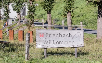 Erlenbach_001