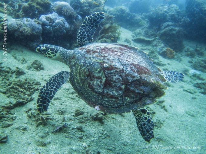 Diving in the Philippines