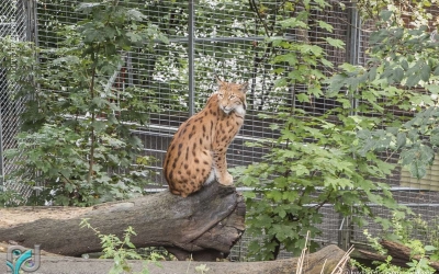 InnsbruckZoo_005