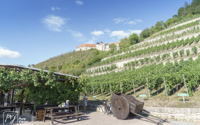 Ducal vineyard, Freyburg _0001