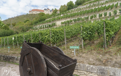 Ducal vineyard, Freyburg _0002