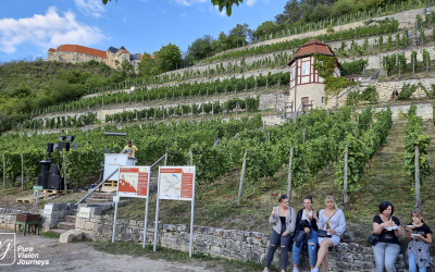 Ducal vineyard, Freyburg _0003