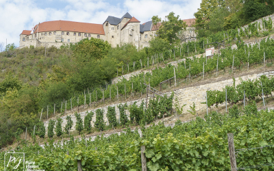 Ducal vineyard, Freyburg _0004