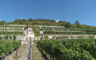 Ducal vineyard, Freyburg _0005