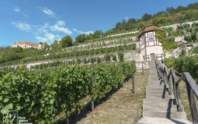 Ducal vineyard, Freyburg _0006