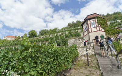 Ducal vineyard, Freyburg _0007