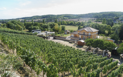 Ducal vineyard, Freyburg _0008