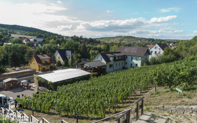 Ducal vineyard, Freyburg _0009