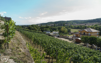 Ducal vineyard, Freyburg _0011