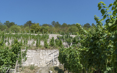 Ducal vineyard, Freyburg _0012