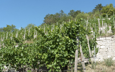 Ducal vineyard, Freyburg _0013