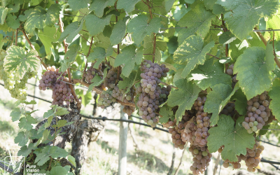 Ducal vineyard, Freyburg _0015
