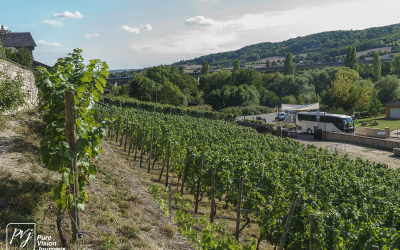Ducal vineyard, Freyburg _0017