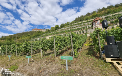 Ducal vineyard, Freyburg _0018
